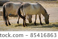 Horses are eating grass at zoo 85416863