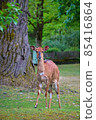 Young Deer Is Looking At Camera 85416864