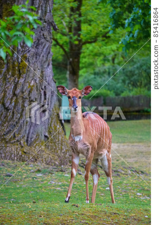 Young Deer Is Looking At Camera 85416864