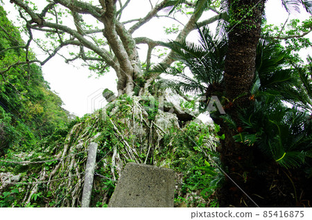 Stone hugging Gajumaru in Sumiyo Town, Amami City Stone hugging Gajumaru in Sumiyo Town, Amami City 85416875