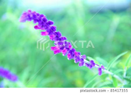 Amethyst Sage Amethyst Sage 85417355