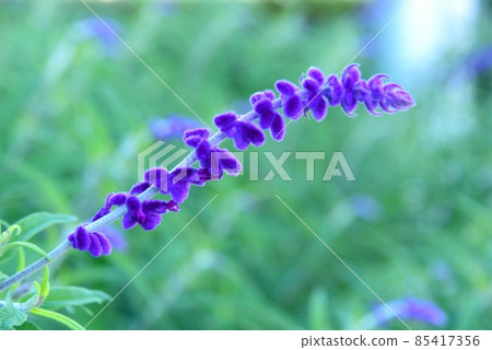 Amethyst Sage Amethyst Sage 85417356