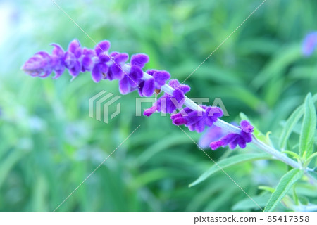 Amethyst Sage Amethyst Sage 85417358