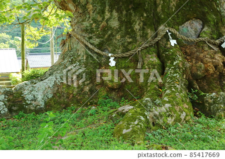 Ozama的偉大Zelkova 85417669