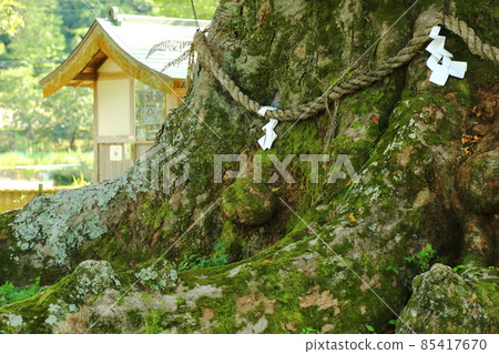 Ozama's great Zelkova 85417670
