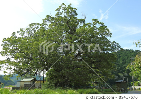 Ozama's great Zelkova 85417676