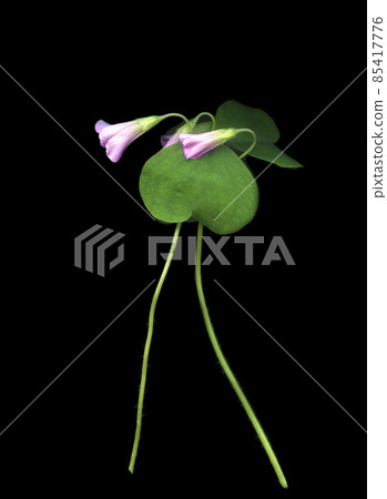 Special photo taken of Murasaki Oxalis 85417776