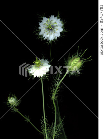 Special photo taken by Kurotaneso 85417783