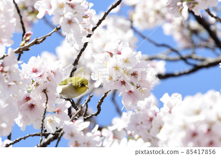 Yoshino cherry tree and Japanese white-eye in full bloom Yoshino cherry tree and Japanese white-eye in full bloom 85417856