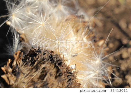 Artichoke seeds and fluff to fly seeds Artichoke seeds and fluff to fly seeds 85418011