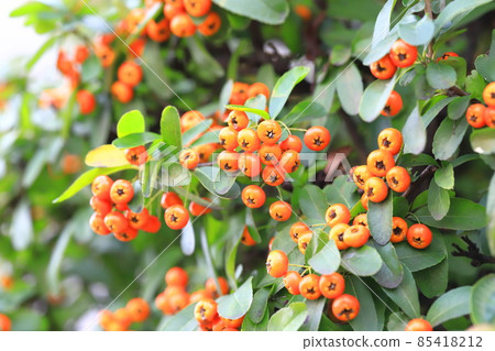 Orange pyracanthas (pyracantha) fruit Orange pyracanthas (pyracantha) fruit 85418212