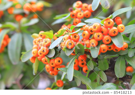 Orange pyracanthas (pyracantha) fruit Orange pyracanthas (pyracantha) fruit 85418213
