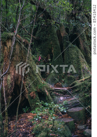 冬天下雪的屋久島風景（Mononoke no Mori）～九州的世界自然遺產～ 85418412