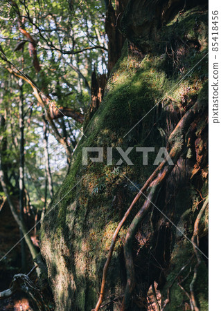 Scenery of Yakushima with snow in winter (Mononoke no Mori) ~ Kyushu's World Natural Heritage ~ Scenery of Yakushima with snow in winter (Mononoke no Mori) ~ Kyushu's World Natural Heritage ~ 85418456
