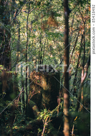 冬天下雪的屋久島風景（Mononoke no Mori）～九州的世界自然遺產～ 85418492