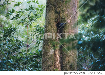 Scenery of Yakushima in winter (Mononoke no Mori) ~ Kyushu's World Natural Heritage ~ 85418552