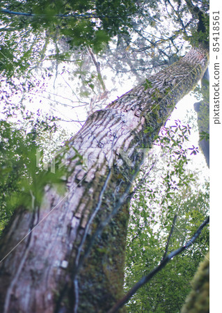 Scenery of Yakushima in winter (Mononoke no Mori) ~ Kyushu's World Natural Heritage ~ 85418561