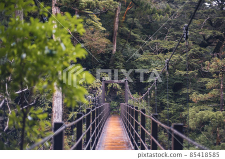 Scenery of Yakushima in winter (Mononoke no Mori) ~ Kyushu's World Natural Heritage ~ Scenery of Yakushima in winter (Mononoke no Mori) ~ Kyushu's World Natural Heritage ~ 85418585