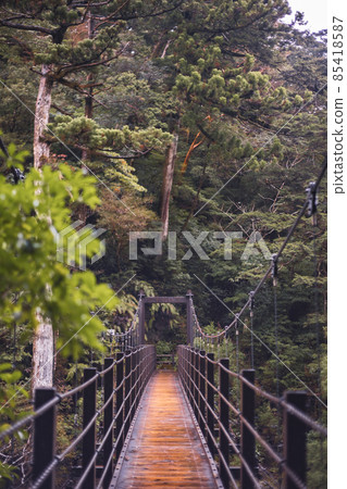 Scenery of Yakushima in winter (Mononoke no Mori) ~ Kyushu's World Natural Heritage ~ Scenery of Yakushima in winter (Mononoke no Mori) ~ Kyushu's World Natural Heritage ~ 85418587