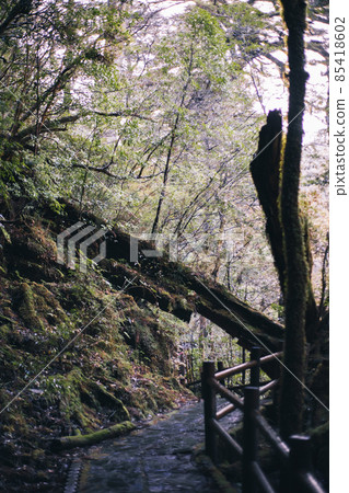 冬天屋久島的風景(Mononoke no Mori)~九州的世界自然遺產~ 冬天屋久島的風景(Mononoke no Mori)~九州的世界自然遺產~ 85418602
