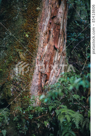 Scenery of Yakushima in winter (Mononoke no Mori) ~ Kyushu's World Natural Heritage ~ 85418606