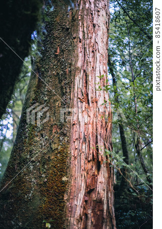 Scenery of Yakushima in winter (Mononoke no Mori) ~ Kyushu's World Natural Heritage ~ 85418607