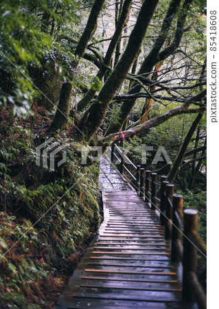 Scenery of Yakushima in winter (Mononoke no Mori) ~ Kyushu's World Natural Heritage ~ 85418608