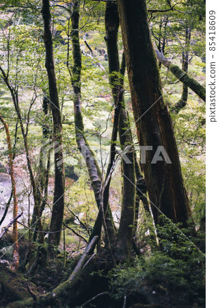 Scenery of Yakushima in winter (Mononoke no Mori) ~ Kyushu's World Natural Heritage ~ 85418609