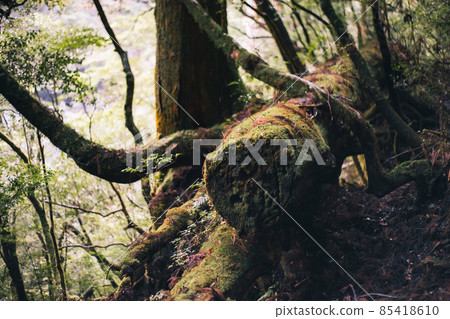 Scenery of Yakushima in winter (Mononoke no Mori) ~ Kyushu's World Natural Heritage ~ 85418610
