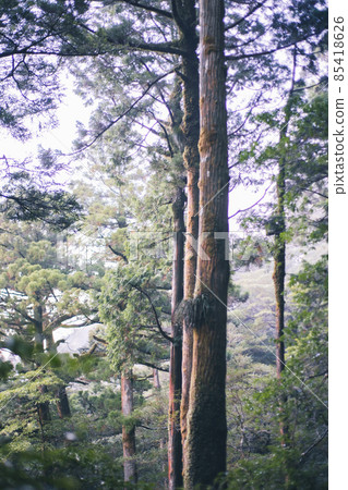 Scenery of Yakushima in winter (Mononoke no Mori) ~ Kyushu's World Natural Heritage ~ Scenery of Yakushima in winter (Mononoke no Mori) ~ Kyushu's World Natural Heritage ~ 85418626