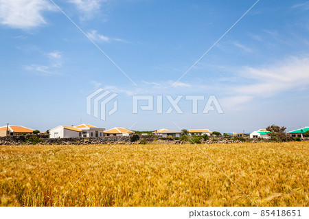 Barley Field, Gapado Island, Jeju Barley Field, Gapado Island, Jeju 85418651