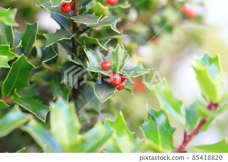 Red holly 85418820