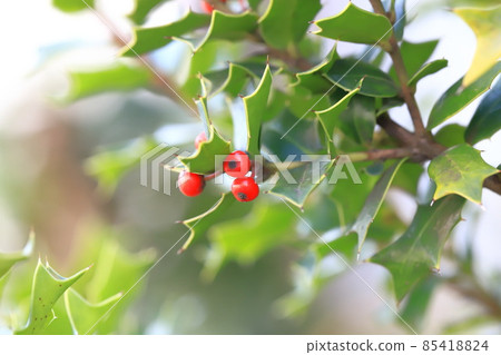 Red holly 85418824