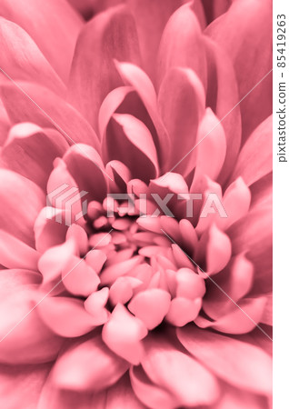 Retro art, vintage card and botanical concept - Abstract floral background, pink chrysanthemum flower. Macro flowers backdrop for holiday brand design Retro art, vintage card and botanical concept - Abstract floral background, pink chrysanthemum flower. Macro flowers backdrop for holiday brand design 85419263
