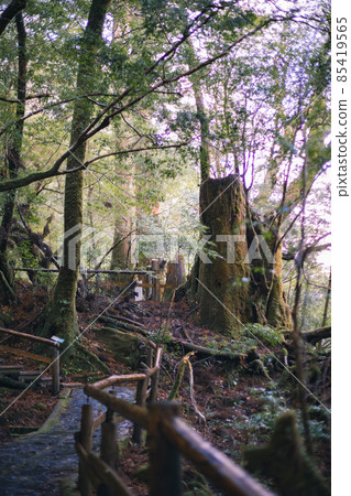 Scenery of Yakushima in winter (Mononoke no Mori) ~ Kyushu's World Natural Heritage ~ 85419565