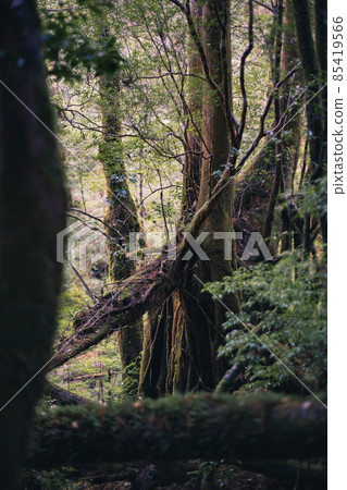 Scenery of Yakushima in winter (Mononoke no Mori) ~ Kyushu's World Natural Heritage ~ 85419566