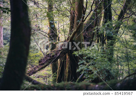 Scenery of Yakushima in winter (Mononoke no Mori) ~ Kyushu's World Natural Heritage ~ 85419567