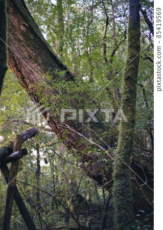 Scenery of Yakushima in winter (Mononoke no Mori) ~ Kyushu's World Natural Heritage ~ 85419569