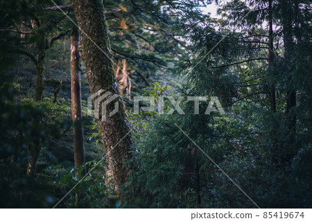 Scenery of Yakushima in winter (Mononoke no Mori) ~ Kyushu's World Natural Heritage ~ 85419674