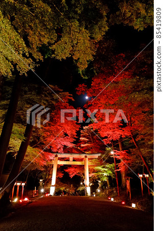 Hiyoshi Taisha Shrine Autumn Leaves Illumination and Moon 85419809