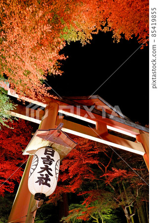 Hiyoshi Taisha Shrine Autumn Leaves Illuminated 85419855