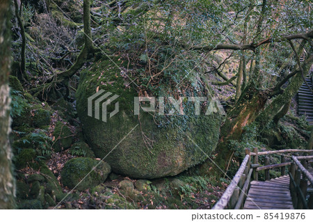 冬天屋久島的風景（Mononoke no Mori）～九州的世界自然遺產～ 85419876