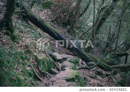 冬天屋久島的風景（Mononoke no Mori）～九州的世界自然遺產～ 85419881