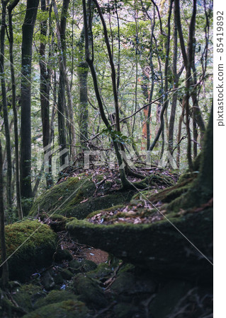 冬天屋久島的風景(Mononoke no Mori)~九州的世界自然遺產~ 冬天屋久島的風景(Mononoke no Mori)~九州的世界自然遺產~ 85419892