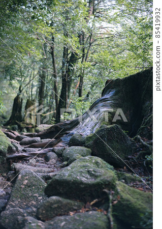 冬天屋久島的風景（Mononoke no Mori）～九州的世界自然遺產～ 85419932