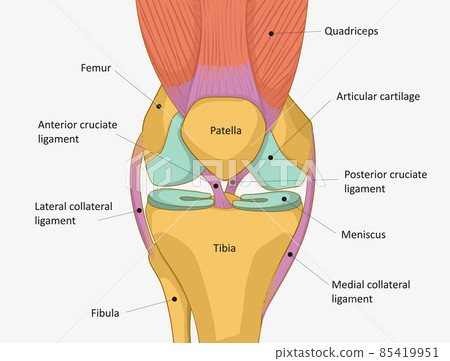 Human Knee joint anatomy. Knee Tendons, anatomical diagram Human Knee joint anatomy. Knee Tendons, anatomical diagram 85419951
