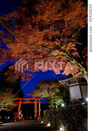 Hiyoshi Taisha Shrine Autumn Leaves Illuminated 85420010