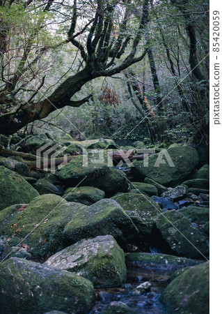 冬天屋久島的風景(Mononoke no Mori)~九州的世界自然遺產~ 冬天屋久島的風景(Mononoke no Mori)~九州的世界自然遺產~ 85420059