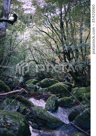 冬天屋久島的風景(Mononoke no Mori)~九州的世界自然遺產~ 冬天屋久島的風景(Mononoke no Mori)~九州的世界自然遺產~ 85420060