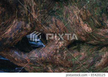 冬天屋久島的風景（Mononoke no Mori）～九州的世界自然遺產～ 85420125